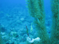   Tiny filefish first thought was seahorse  